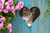 CAT 03 KH0318 01
Tabby Kitten Looking Through Heart Cutout In Fence By Pink Impatiens