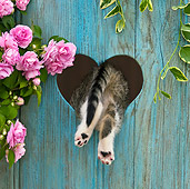 CAT 03 KH0319 01
Tabby Kitten Climbing Through Heart Cutout In Fence By Pink Impatiens