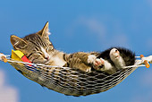 CAT 03 KH0322 01
Tabby Kitten Sleeping In Hammock Against Blue Sky
