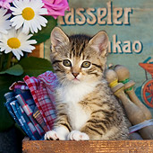 CAT 03 KH0323 01
Tabby Kitten Sitting In Old Wooden Box With Fabric
