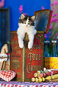 CAT 03 KH0325 01
Tabby Kitten Sitting In Old Cocoa Tin