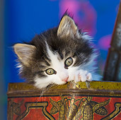 CAT 03 KH0326 01
Close-Up Of Tabby Kitten Sitting In Old Cocoa Tin