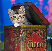 CAT 03 KH0327 01
Close-Up Of Tabby Kitten Sitting In Old Cocoa Tin