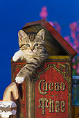 CAT 03 KH0328 01
Tabby Kitten Sitting In Old Cocoa Tin