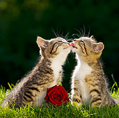 CAT 03 KH0331 01
Two Tabby Kittens Sitting On Grass Kissing By Red Rose