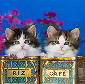 CAT 03 KH0332 01
Two Tabby Kittens Sitting In Old Rice And Coffee Tins