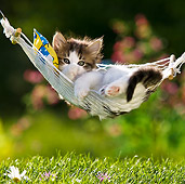 CAT 03 KH0335 01
Tabby Kitten Relaxing On Hammock