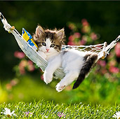 CAT 03 KH0336 01
Tabby Kitten Relaxing On Hammock