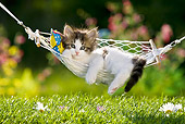 CAT 03 KH0337 01
Tabby Kitten Relaxing On Hammock