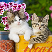 CAT 03 KH0338 01
Two Tabby Kittens Sitting In Old Coca-Cola Box By Pink Flowers