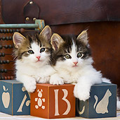 CAT 03 KH0339 01
Two Tabby Kittens Leaning On Wooden Alphabet Blocks