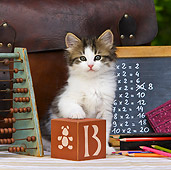 CAT 03 KH0340 01
Tabby Kitten Sitting By Wooden Alphabet Blocks And Chalkboard