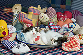 CAT 03 KH0341 01
Tabby Kitten Sleeping In Bowl And Pile Of Fabric Hearts