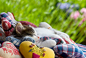 CAT 03 KH0342 01
Tabby Kitten Sleeping In Pile Of Fabric Hearts In Garden