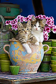 CAT 03 KH0343 01
Two Tabby Kittens Sitting In Chipped Ceramic Pot By Pink Flowers