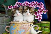 CAT 03 KH0344 01
Two Tabby Kittens Sitting In Chipped Ceramic Pot By Pink Flowers