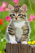 CAT 03 KH0345 01
Tabby Kitten Sitting On Wooden Post In Garden