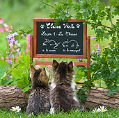 CAT 03 KH0349 01
Two Tabby Kittens Looking At Chalkboard In Garden With Drawings On How To Hunt Mice