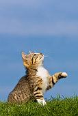CAT 03 KH0352 01
Tabby Kitten Sitting On Grass Looking Up And Raising Paw