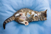 CAT 03 KH0353 01
Tabby Kitten Laying On Blue Blanket Drinking From Bottle