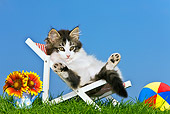CAT 03 KH0357 01
Black And White Tabby Kitten Laying In Deckchair On Grass