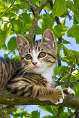 CAT 03 KH0359 01
Close-Up Of Tabby Kitten In Tree