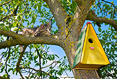 CAT 03 KH0363 01
Tabby Kitten Resting In Tree Near Birdhouse