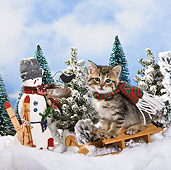 CAT 03 KH0365 01
Tabby Kitten Sitting On Sled By Snowman And Pine Trees