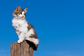 CAT 03 KH0369 01
Tabby Kitten Sitting Sitting On Wooden Post Against Blue Sky