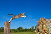 CAT 03 KH0370 01
Tabby Kitten Jumping From Wooden Post To Hay Bale Against Blue Sky