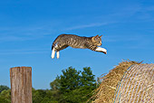 CAT 03 KH0371 01
Tabby Kitten Jumping From Wooden Post To Hay Bale Against Blue Sky