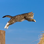 CAT 03 KH0372 01
Tabby Kitten Jumping From Wooden Post To Hay Bale Against Blue Sky