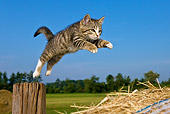 CAT 03 KH0373 01
Tabby Kitten Jumping From Wooden Post To Hay Bale Against Blue Sky