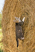 CAT 03 KH0374 01
Tabby Kitten Clinging To Hay Bale