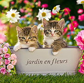 CAT 03 KH0375 01
Two Tabby Kittens Sitting In Basin In Garden