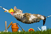 CAT 03 KH0378 01
Tabby Kitten Sleeping On Hammock By Gardening Tools