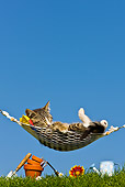 CAT 03 KH0379 01
Tabby Kitten Sleeping On Hammock By Gardening Tools