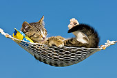 CAT 03 KH0380 01
Tabby Kitten Sleeping On Hammock Against Blue Sky