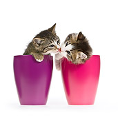 CAT 03 KH0383 01
Two Tabby Kittens Sitting In Purple And Pink Cups Kissing On White Seamless