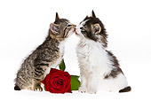 CAT 03 KH0384 01
Two Tabby Kittens Sitting By Red Rose Kissing On White Seamless
