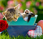 CAT 03 KH0388 01
Tabby Kitten Sleeping In Blue Box By Fabric Hearts And Red Rose