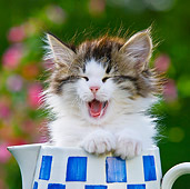 CAT 03 KH0389 01
Tabby Kitten Sitting In Blue And White Teapot Yawning