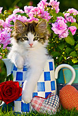 CAT 03 KH0390 01
Tabby Kitten Sitting In Blue And White Teapot By Red Rose And Fabric Hearts
