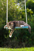 CAT 03 KH0392 01
Tabby Kitten Playing On Swing