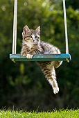 CAT 03 KH0393 01
Tabby Kitten Playing On Swing