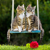 CAT 03 KH0394 01
Two Tabby Kittens Sitting On Swing By Red Rose