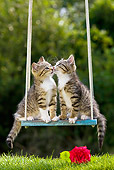 CAT 03 KH0395 01
Two Tabby Kittens Sitting On Swing Kissing By Red Rose