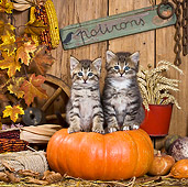 CAT 03 KH0396 01
Two Tabby Kittens Sitting On Pumpkin In Autumn