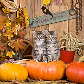 CAT 03 KH0397 01
Two Tabby Kittens Sitting On Pumpkin In Autumn