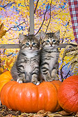 CAT 03 KH0398 01
Two Tabby Kittens Sitting On Pumpkin In Front Of Window By Autumn Trees